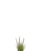Künstliches Lampenputzergras - Paulin auf transparentem Hintergrund mit echt wirkenden Kunstblättern. Diese Kunstpflanze gehört zur Gattung/Familie der 