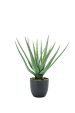 Künstliche Aloe - Penelope auf transparentem Hintergrund mit echt wirkenden Kunstblättern. Diese Kunstpflanze gehört zur Gattung/Familie der "Aloen" bzw. "Kunst-Aloen".
