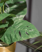 Arbusto artificial monstera - Lotte | 30 cm