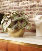 Begónia artificial - Georg | 25 cm