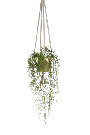 Künstliche Rhipsalis - Karla auf transparentem Hintergrund mit echt wirkenden Kunstblättern in natürlicher Anordnung. Künstliche Rhipsalis - Karla hat die Farbe Grün und ist 90 cm hoch. | aplanta Kunstpflanzen