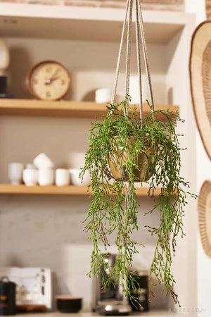 Rhipsalis artificial - Karla | 90 cm