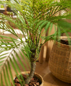 Palmeira artificial da montanha - Nelly | 85 cm