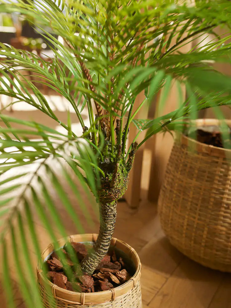 Palmeira artificial da montanha - Nelly | 85 cm