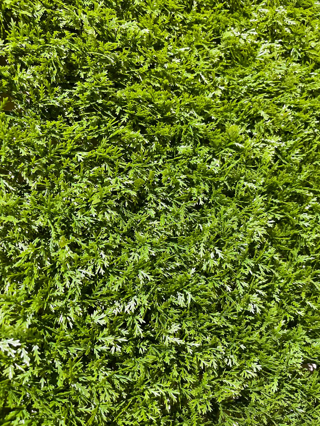 Künstliche Zypressen Matte - Rubeus | 50x50 cm | Kunstpflanze von aplanta