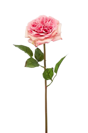 Hochwertige Hortensie künstlich auf transparentem Hintergrund mit echt wirkenden Kunstblättern in natürlicher Anordnung. Künstliche Rose - Fleur hat die Farbe Pink und ist 60 cm hoch. | aplanta Kunstpflanzen