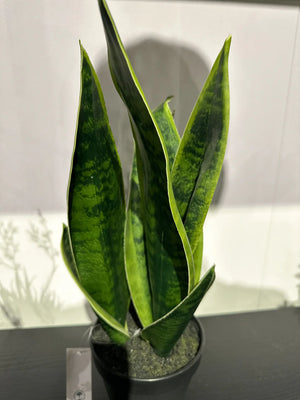 Sanseveria artificial - Lisias | 40 cm