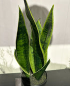 Sanseveria artificial - Lisias | 40 cm