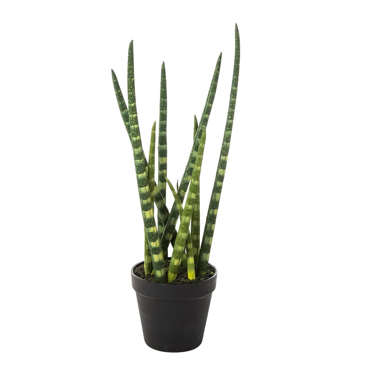 Künstliche Sansevieria - Dundee auf transparentem Hintergrund mit echt wirkenden Kunstblättern in natürlicher Anordnung. Künstliche Sansevieria - Dundee hat die Farbe Natur und ist 42 cm hoch. | aplanta Kunstpflanzen