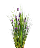 Künstlicher Lavendel - Emilie auf transparentem Hintergrund mit echt wirkenden Kunstblättern in natürlicher Anordnung. Künstlicher Lavendel - Emilie hat die Farbe Natur und ist 120 cm hoch. | aplanta Kunstpflanzen