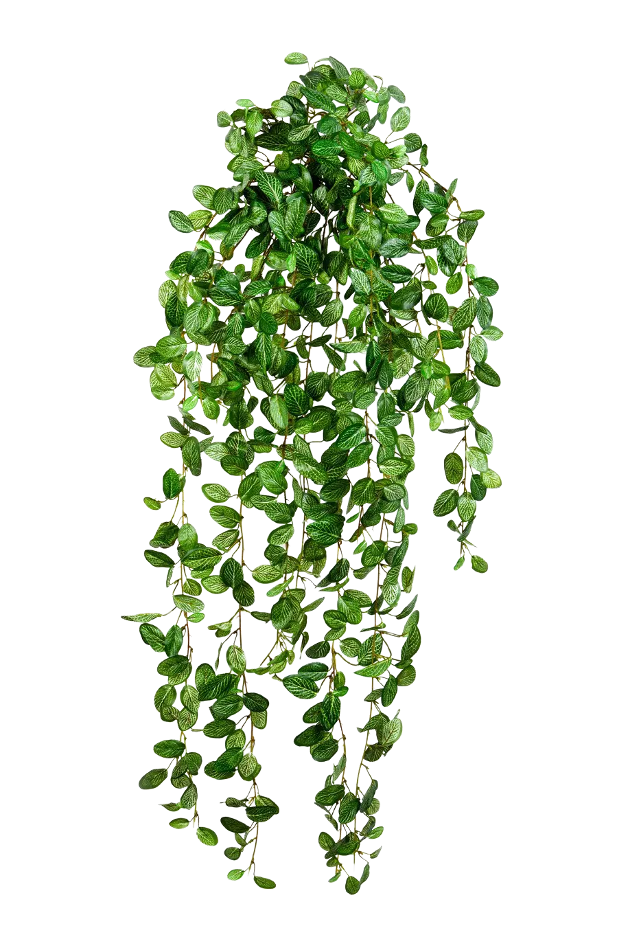 Hochwertige künstliche Hängepflanze auf transparentem Hintergrund mit echt wirkenden Kunstblättern in natürlicher Anordnung. Künstliche Hänge-Fittonia - Freya hat die Farbe Natur und ist 85 cm hoch. | aplanta Kunstpflanzen