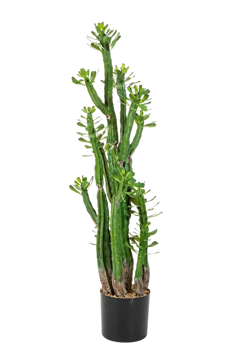 Künstlicher Kaktus - Hermann auf transparentem Hintergrund mit echt wirkenden Kunstblättern. Diese Kunstpflanze gehört zur Gattung/Familie der "Kakteen" bzw. "Kunst-Kakteen".