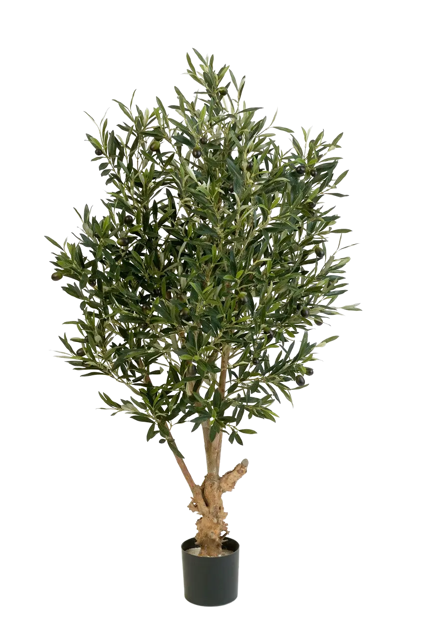 Hochwertiger Olivenbaum künstlich auf transparentem Hintergrund mit echt wirkenden Kunstblättern in natürlicher Anordnung. Künstlicher Olivenbaum - Ian hat die Farbe Natur und ist 120 cm hoch. | aplanta Kunstpflanzen