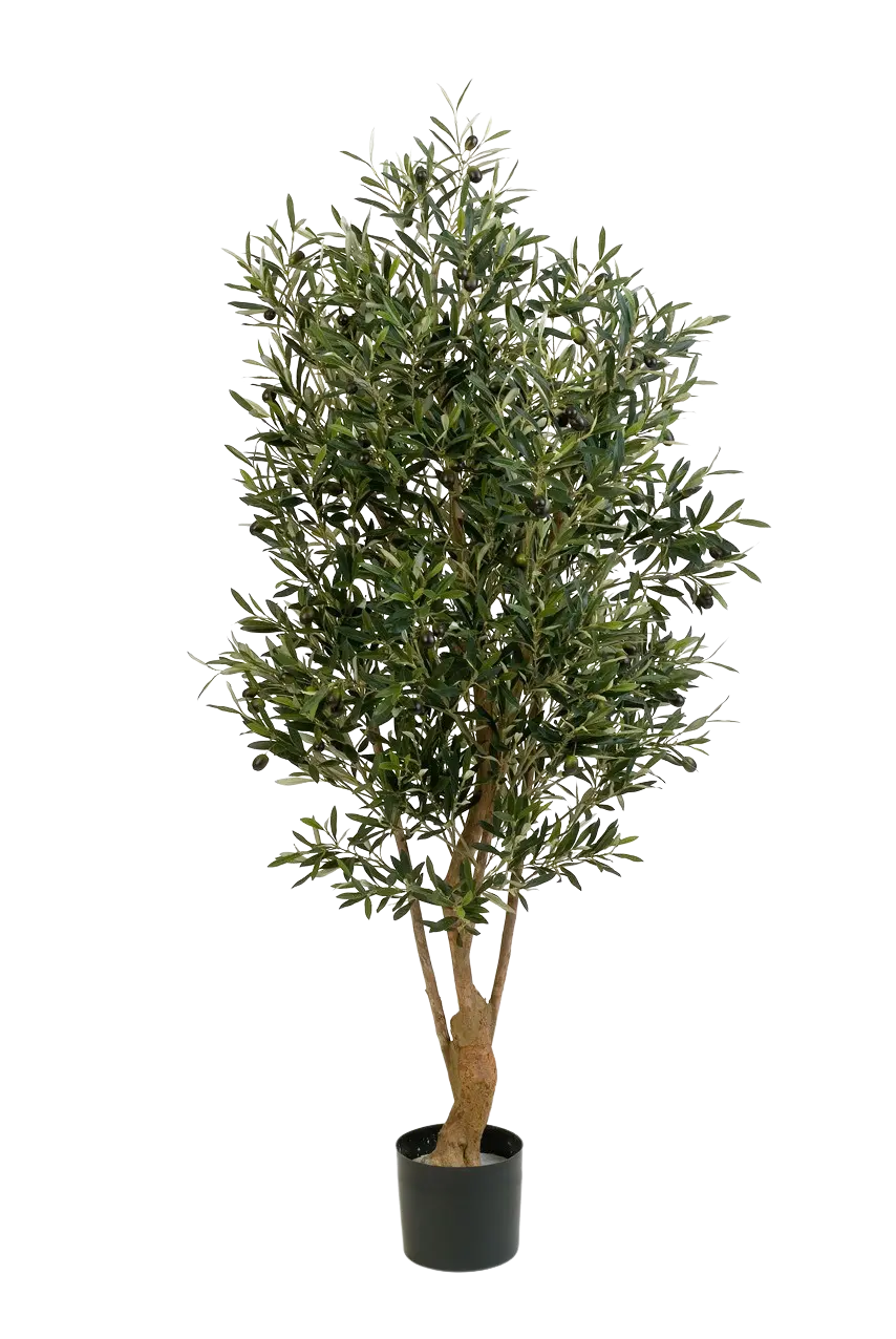 Hochwertiger Olivenbaum künstlich auf transparentem Hintergrund mit echt wirkenden Kunstblättern in natürlicher Anordnung. Künstlicher Olivenbaum - Ian hat die Farbe Natur und ist 150 cm hoch. | aplanta Kunstpflanzen