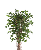 Künstlicher Ficus - Jasmin auf transparentem Hintergrund mit echt wirkenden Kunstblättern in natürlicher Anordnung. Künstlicher Ficus - Jasmin hat die Farbe Natur und ist 210 cm hoch. | aplanta Kunstpflanzen