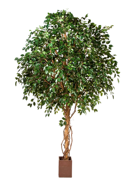Künstlicher Ficus Baum - Nero, 360 cm, Kunstbaum von aplanta, mit Echtholzstamm, im schwarzen Topf, in Natur, für drinnen