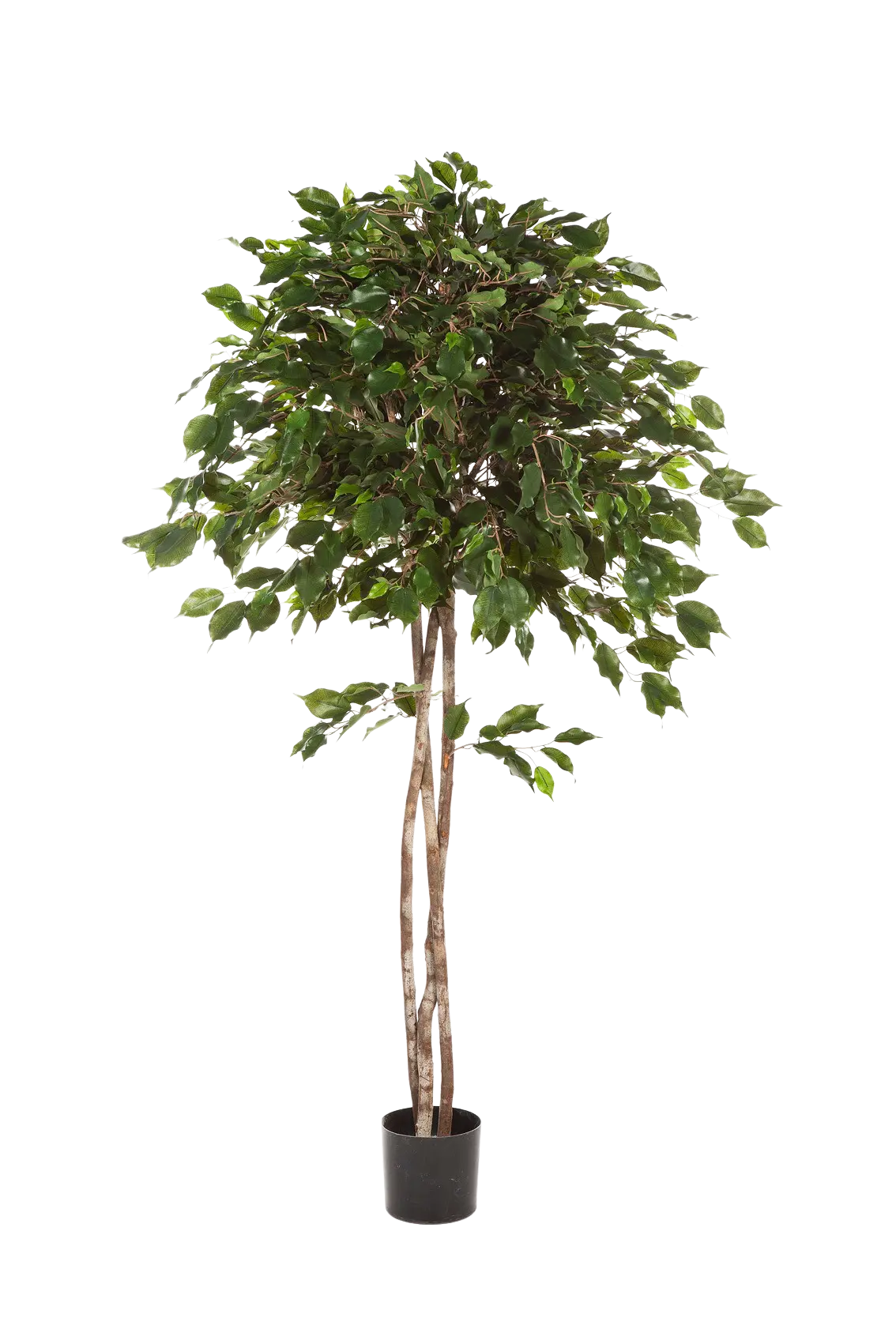 Künstlicher Ficus - Kathleen auf transparentem Hintergrund mit echt wirkenden Kunstblättern in natürlicher Anordnung. Künstlicher Ficus - Kathleen hat die Farbe Natur und ist 210 cm hoch. | aplanta Kunstpflanzen