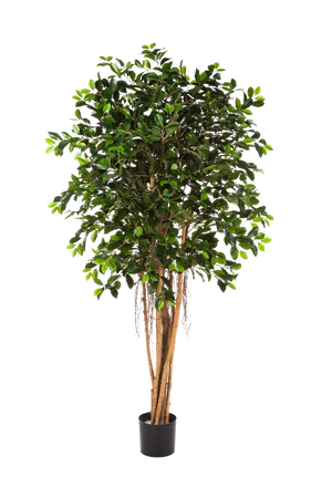 Ficus chinês artificial - Konstantin | 210 cm