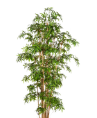 Hochwertiger Kunstbambus auf transparentem Hintergrund mit echt wirkenden Kunstblättern in natürlicher Anordnung. Künstlicher Bambus - Lucia hat die Farbe Natur und ist 110 cm hoch. | aplanta Kunstpflanzen