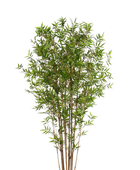 Hochwertiger Kunstbambus auf transparentem Hintergrund mit echt wirkenden Kunstblättern in natürlicher Anordnung. Künstlicher Bambus - Lucas hat die Farbe Natur und ist 210 cm hoch. | aplanta Kunstpflanzen