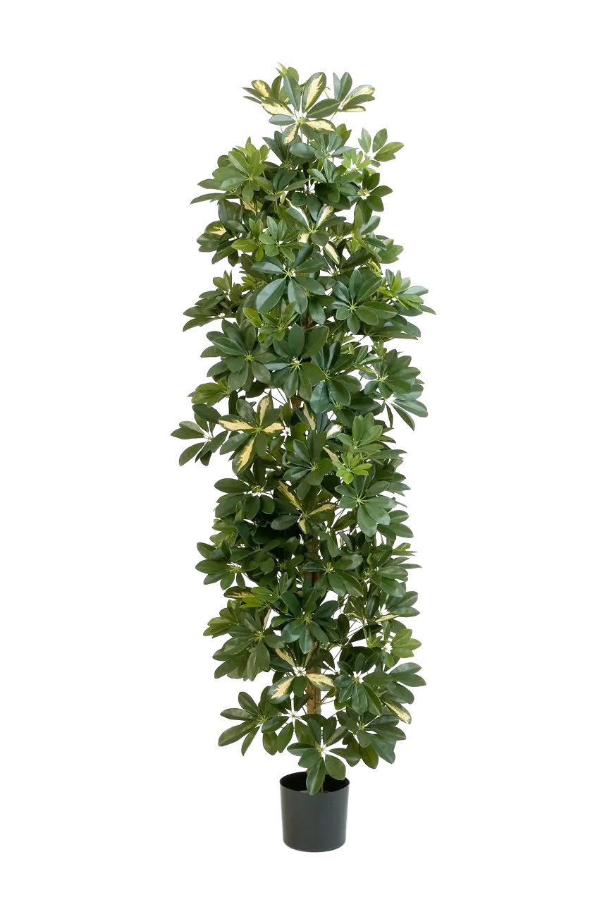 Árvore Schefflera artificial - Osman | 180 cm