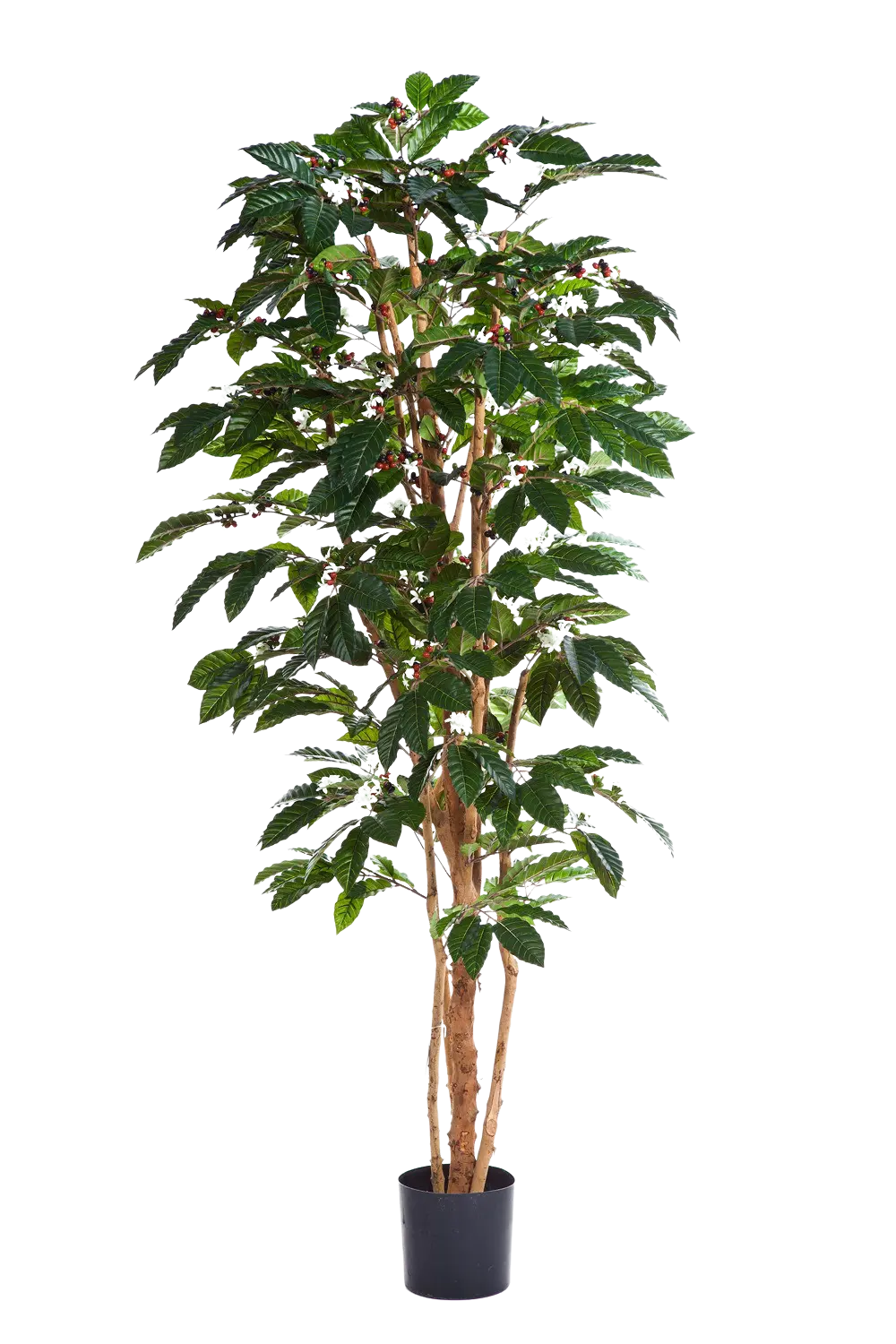 Künstlicher Kaffebaum - Philomena | 210 cm auf transparentem Hintergrund mit echt wirkenden Kunstblättern in natürlicher Anordnung. | aplanta Kunstpflanzen