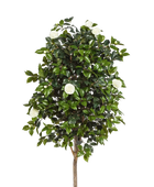 Künstlicher Kamelienbaum - Polly auf transparentem Hintergrund mit echt wirkenden Kunstblättern. Diese Kunstpflanze gehört zur Gattung/Familie der 