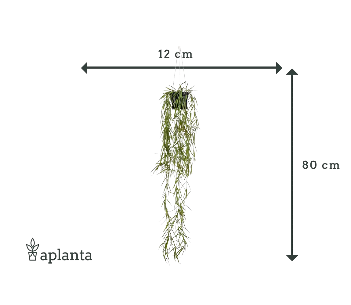 Künstliche Hänge-Hoya - Kurt, 80 cm, Kunstpflanze von aplanta, in Grün, für drinnen