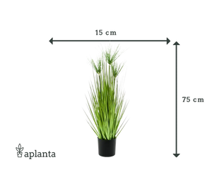 Relva artificial cyper - Kimberly | 75 cm