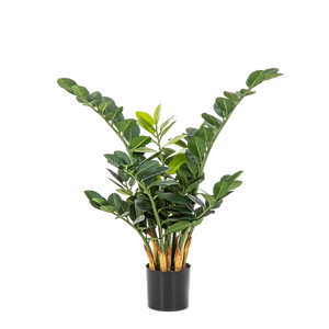 Planta de teste Cindy