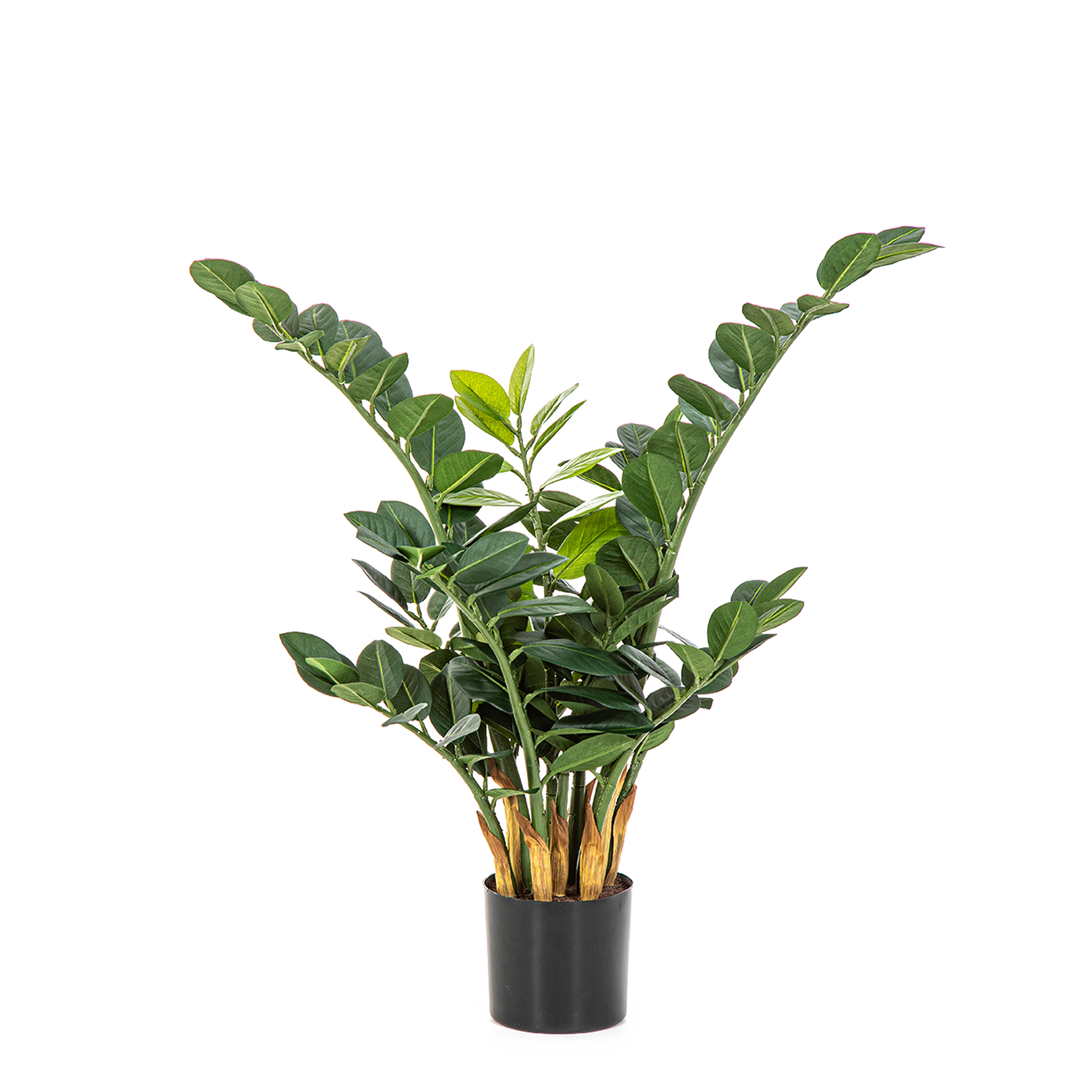 Planta de teste Cindy