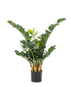 Planta de teste Cindy